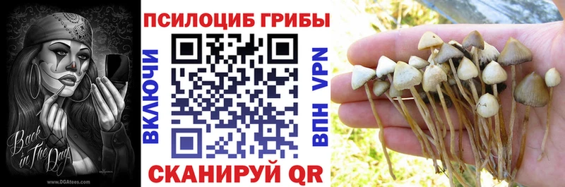 Псилоцибиновые грибы Cubensis Ермолино